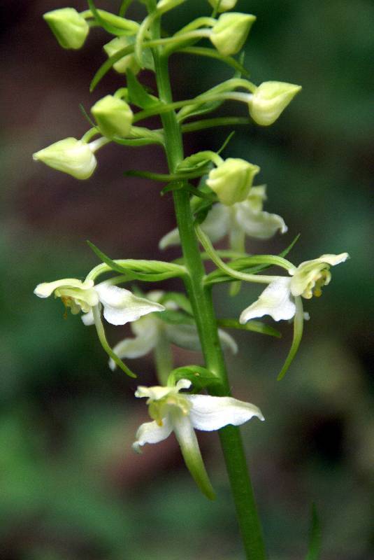 Unser Orchideenpark Bild Nr.071